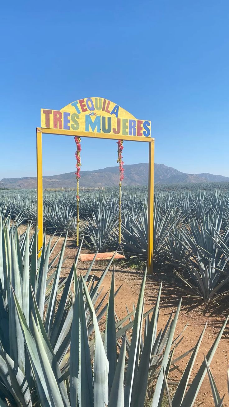 Campo de agaves en Tequila, Jalisco